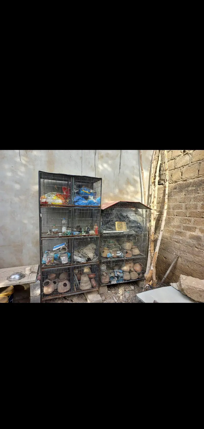 Cocktail Parrot Cages For Sale. — photo 6