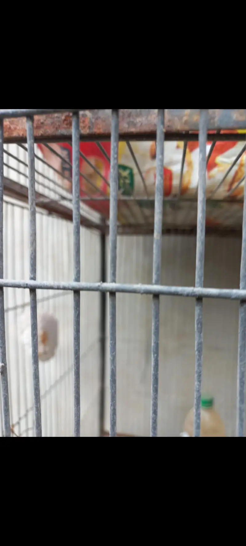 Cocktail Parrot Cages For Sale. — photo 7