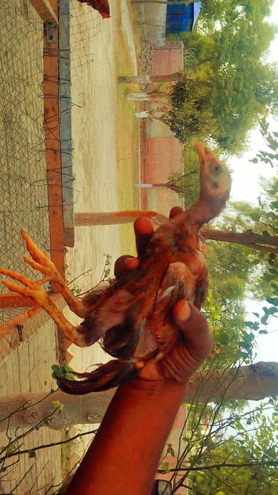 aseel chuze original desi