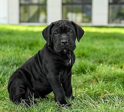 cane Corso pedigree female puppy available