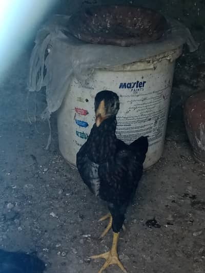 healthy  and  active  chick  minawali