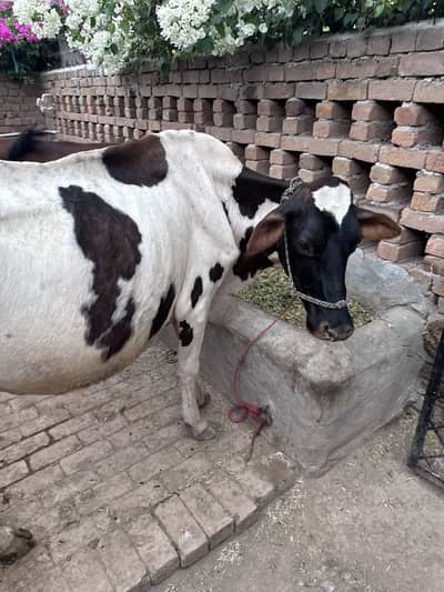 Friesian Cross Cow giving milk with female bachra