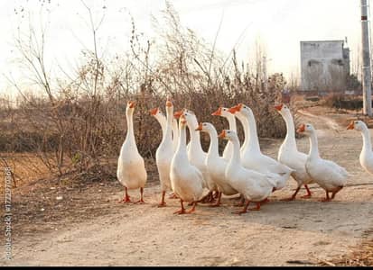 big ducks geese
