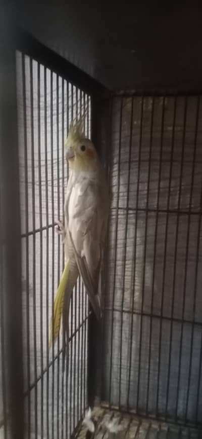 healthy ,breader female's coctial