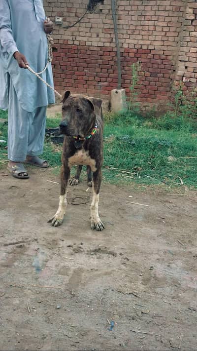 bully dog