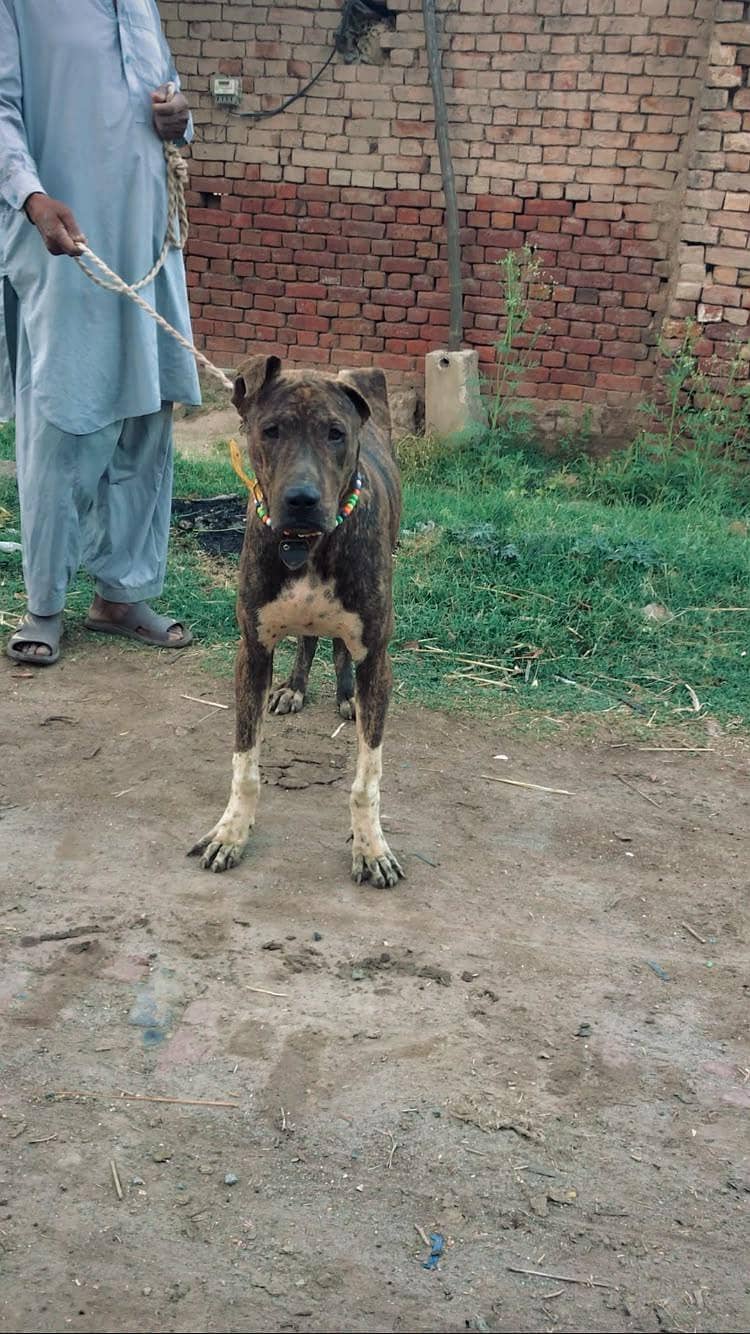bully dog 1