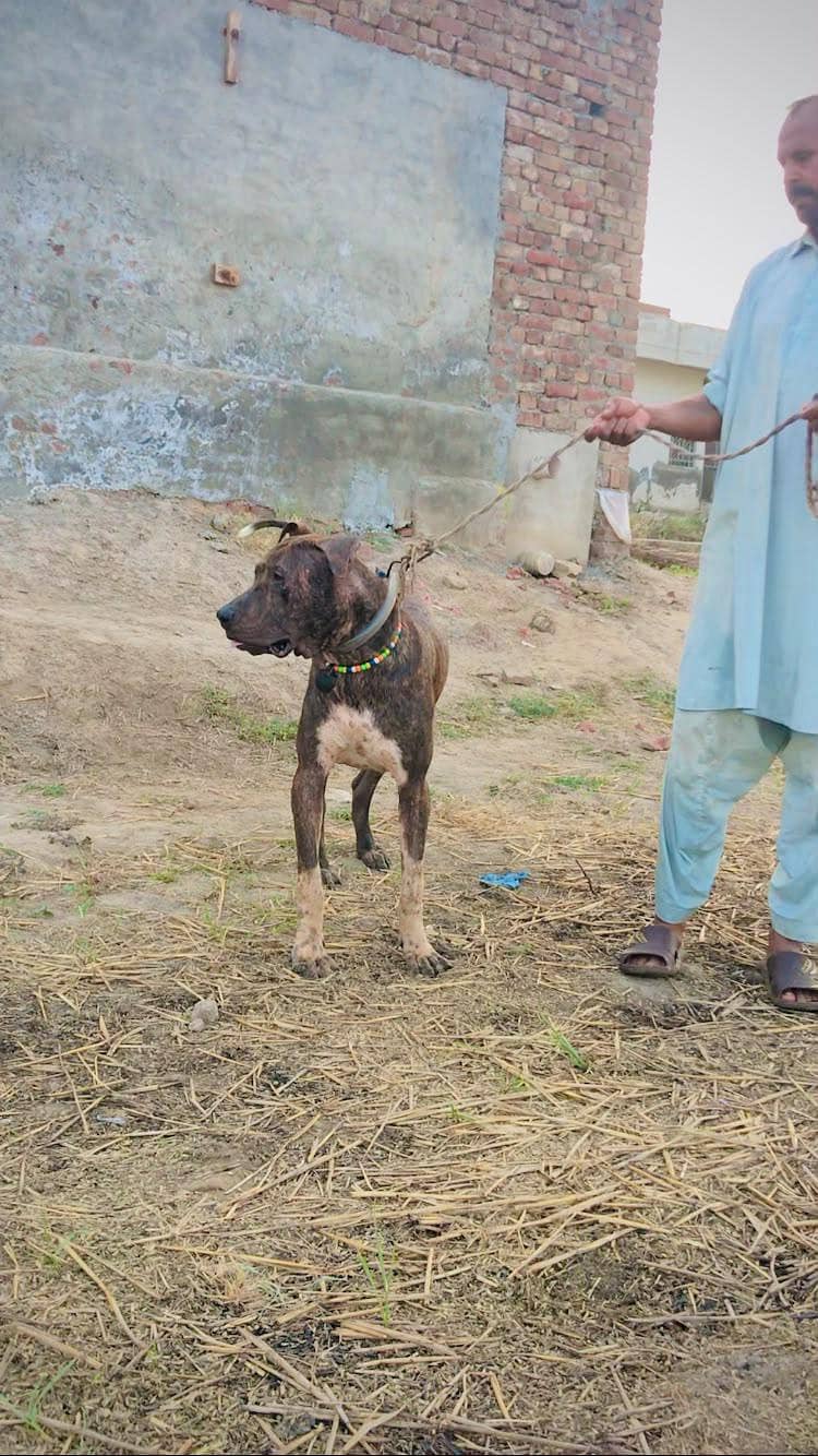 bully dog 2