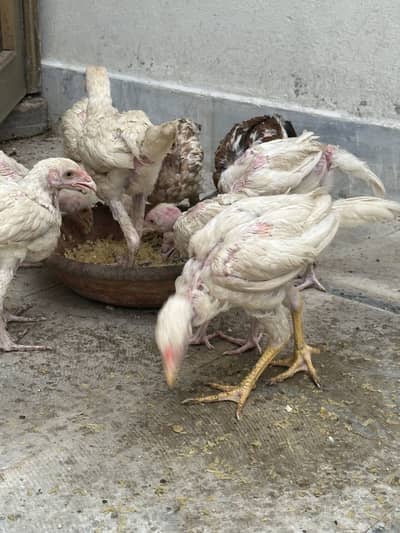 White heera aseel chicken