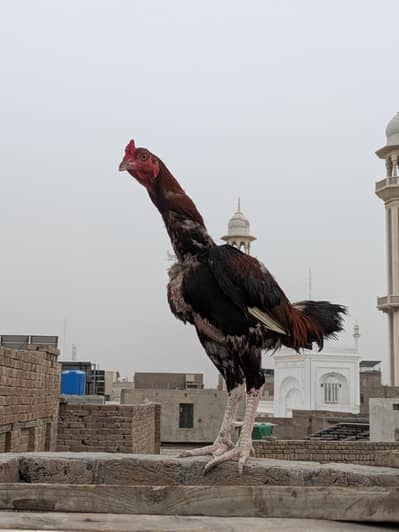lakha aseel murga breeder