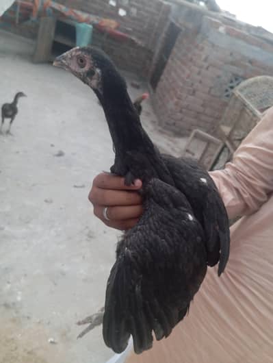 aseel