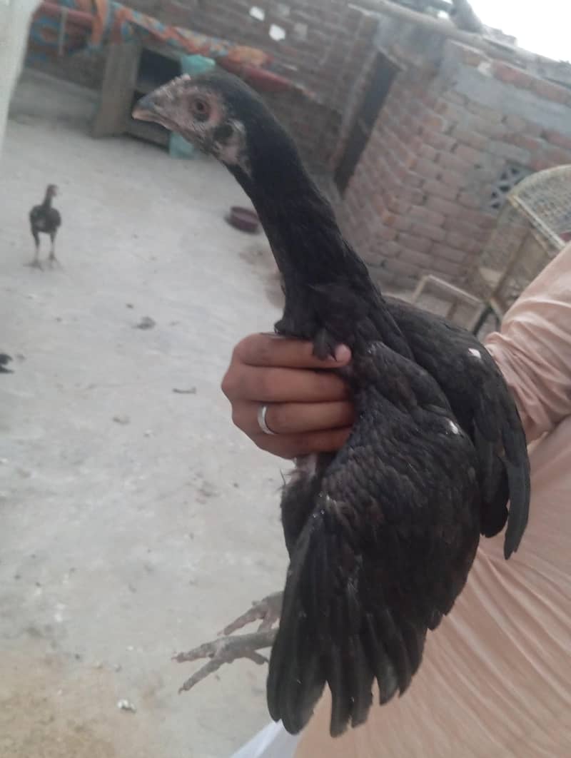 aseel 1