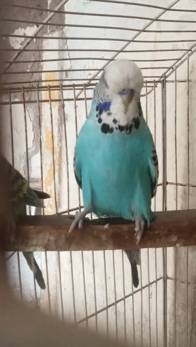 Exhibition, Exi, Exibition, Exebition Budgies
