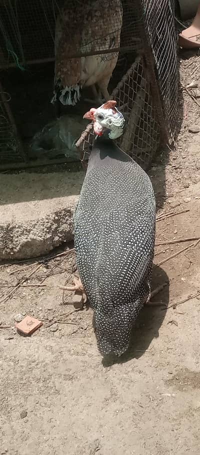 Chinese Hen pair for sale