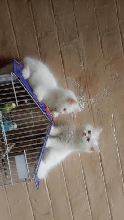 male kittens