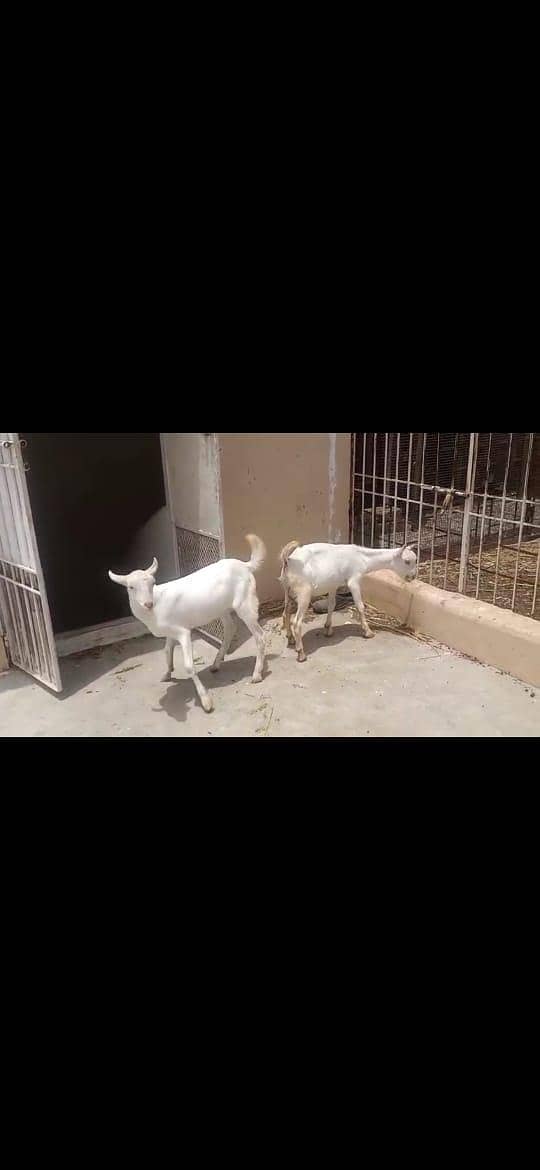 2 Teddy Bakra 0