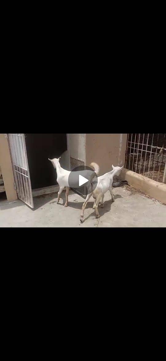 2 Teddy Bakra 1