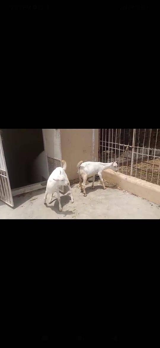 2 Teddy Bakra 2