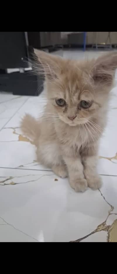 Persian Mix Breed 3 months Female kitten(CARING FAMILY ONLY)