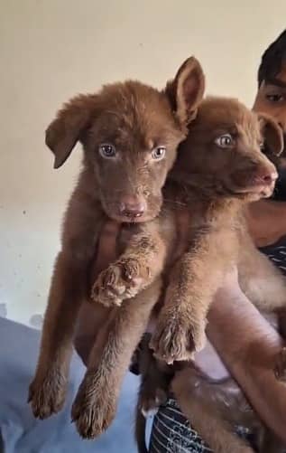 Black German Shepherd puppy| brown German Shepherd dog | Gsd |puppies 1