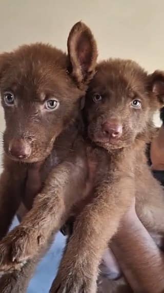 Black German Shepherd puppy| brown German Shepherd dog | Gsd |puppies 2