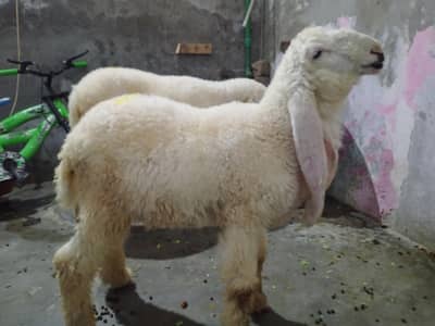 gulabi kajla chatra male female pair 03044548445
