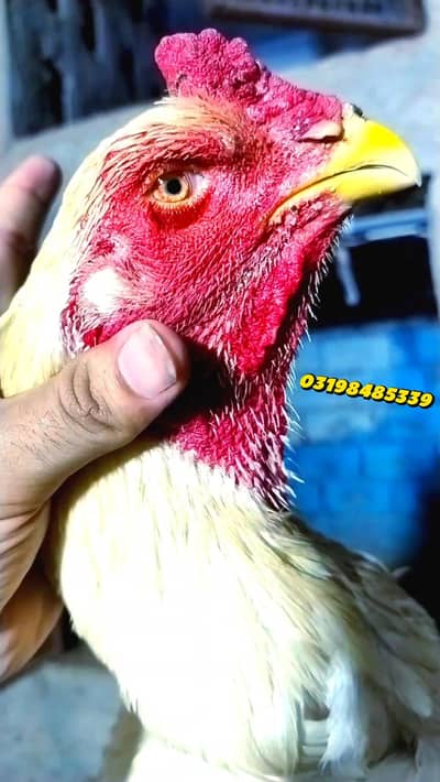 shamo