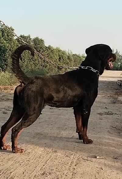 Rottweiler breeder Pair | Dog Adult Pair | Rottweiler Male & Female