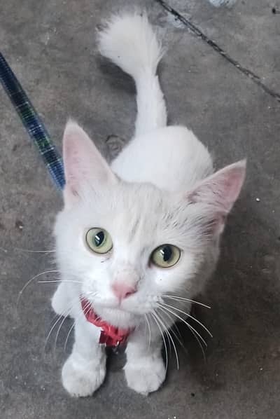 AMRican cat
