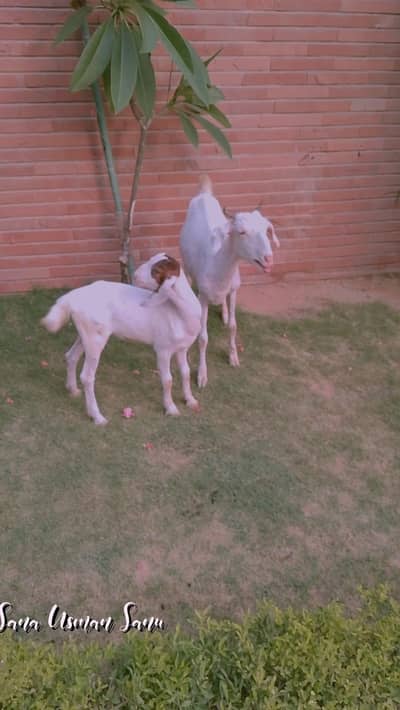bakri 2dant