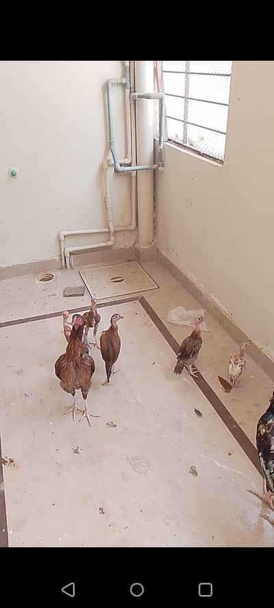 Aseel hens for sale very healthy and active