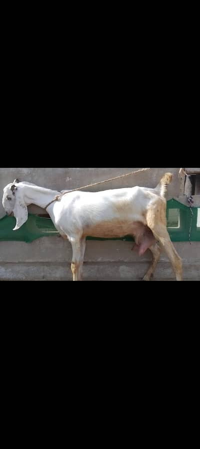 2 bakriya 1 Doodh Wali Bakri 1.5 liter se above Mashallah 1 pat Hy