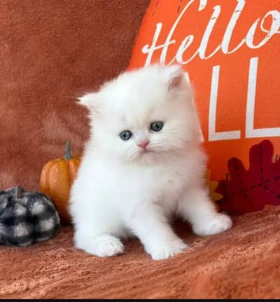 Persian cat for sale 2 month age