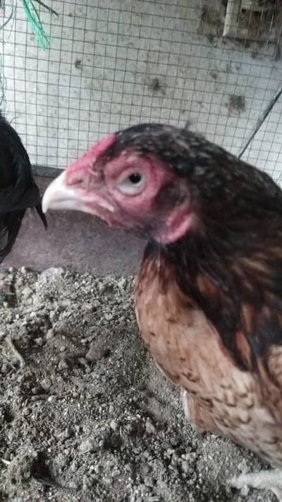 aseel  lakhi madi old bloodline for sale 03155805380