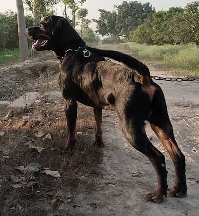 Rottweiler breeder Pair | Dog Adult Pair | Rottweiler Male & Female