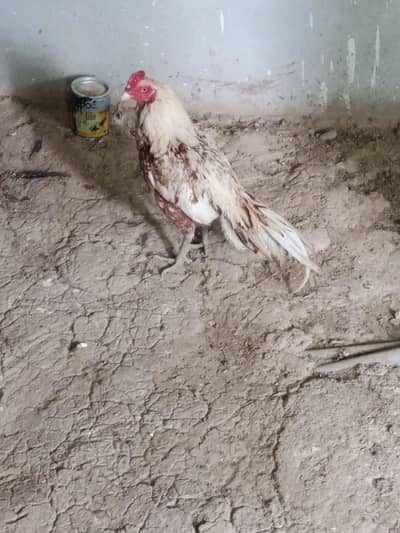 aseel murga for sale