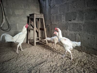 HEERA ADULT MALE/ FEMALE AND CHIKS