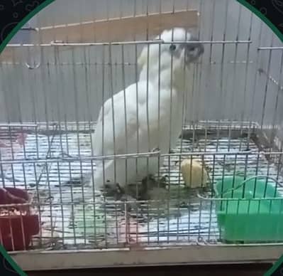 3 piece Sunconur self chick
