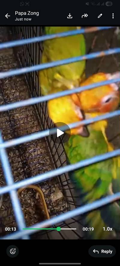 3 piece Sunconur self chick