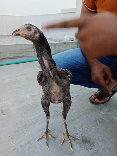 pakoya female