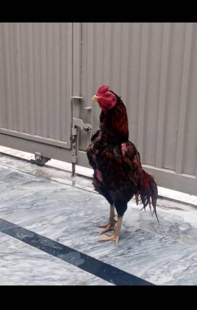 Aseel Patha for sale