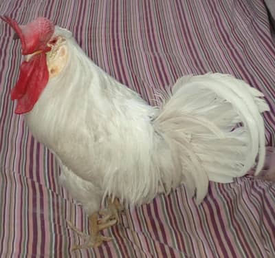 Healthy Rooster-For as Pet, Not for Sacrifice