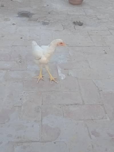 heere murge,murgiya