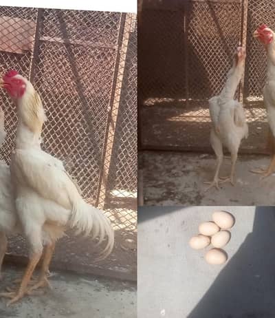 white oh-shamo pair and eggs for sale location Karachi