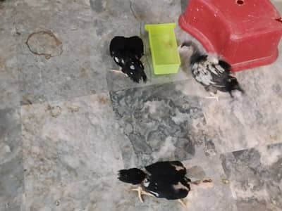 mianwali hens