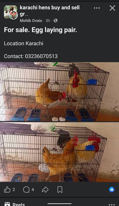 egg laying misri pair