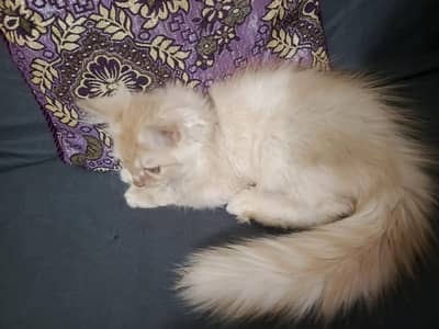persian male cat (2.5)months