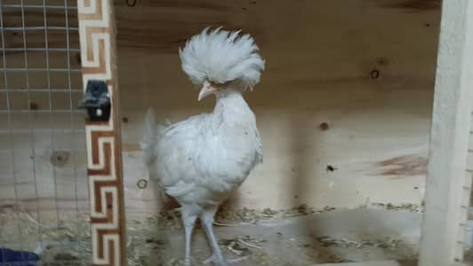 White Polish and Silki × Buntam Chicks available .