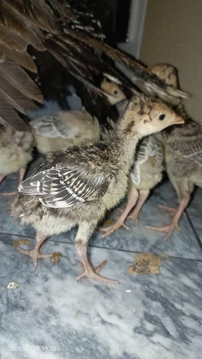 Turkey chicks