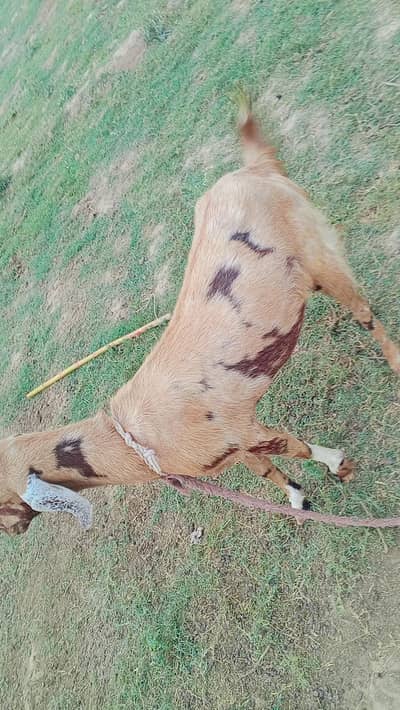 2 Goats for sale  !! bakriya for sale
