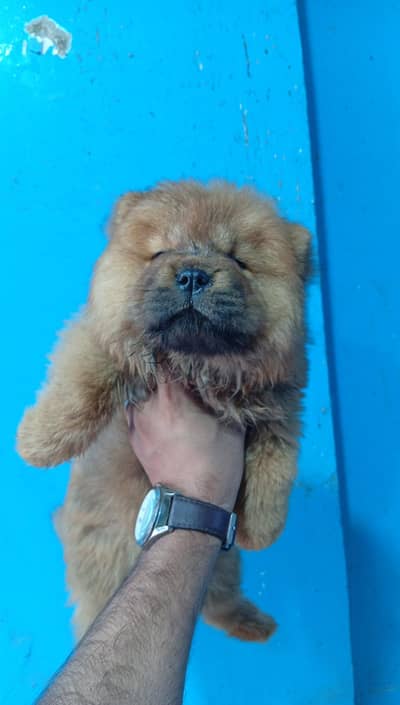 chow chow